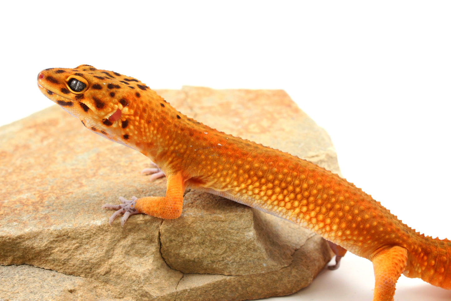 Tangerine Melanistic Leopard Gecko