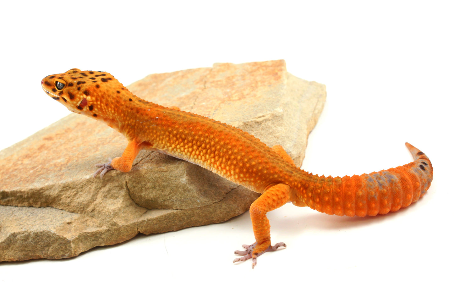 Tangerine Melanistic Leopard Gecko