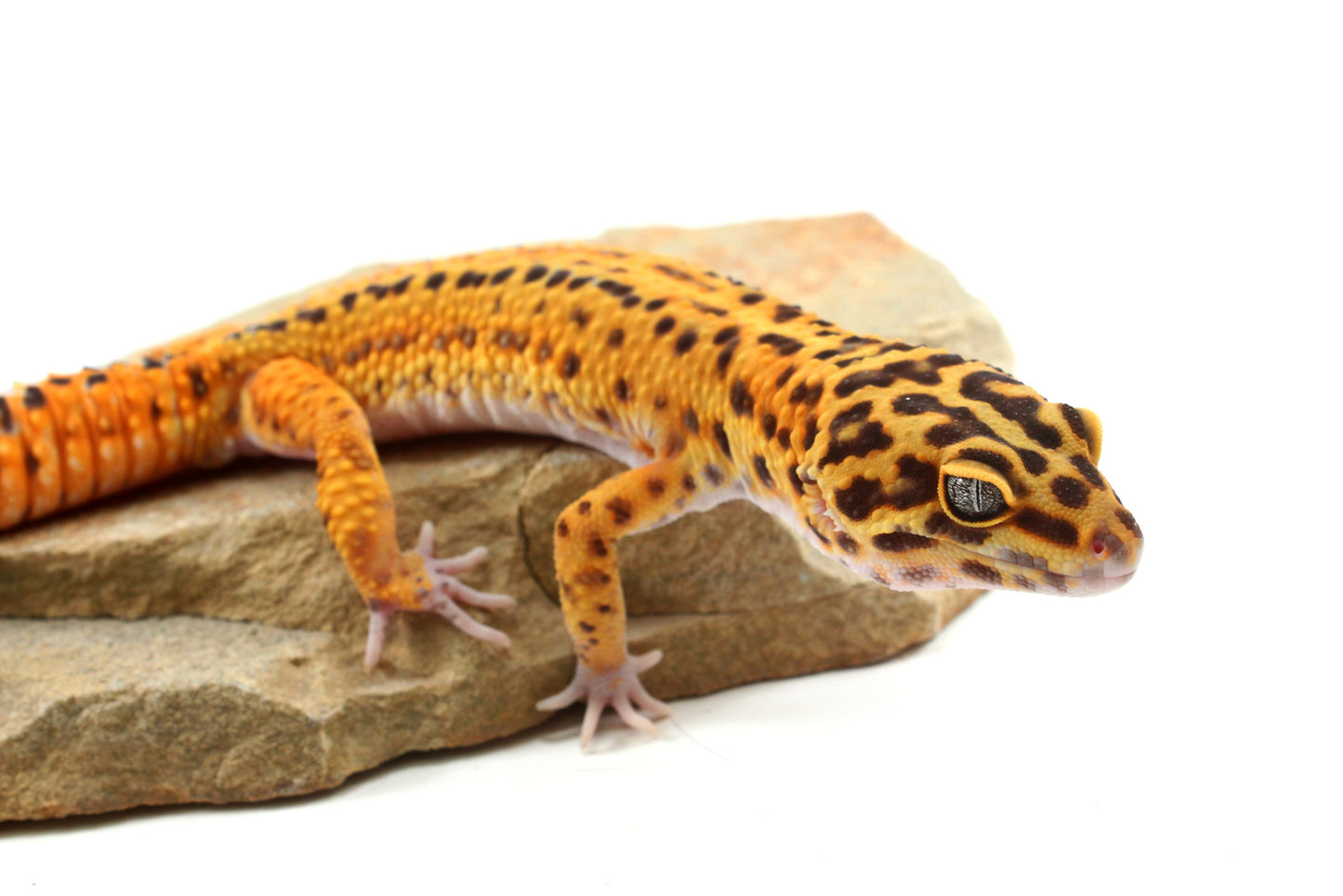 Tangerine Bold Stripe Leopard Gecko