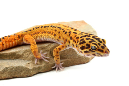 Tangerine Bold Stripe Leopard Gecko
