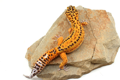 Tangerine Bold Stripe Leopard Gecko