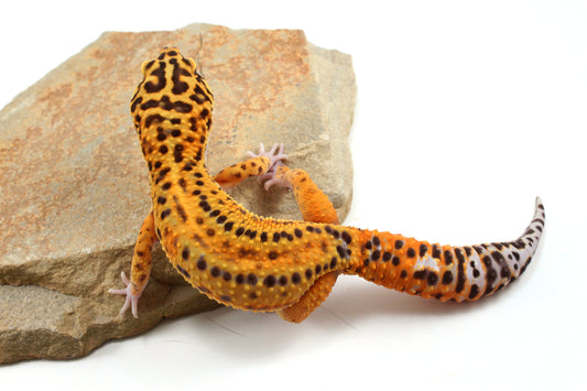 Tangerine Bold Stripe Leopard Gecko