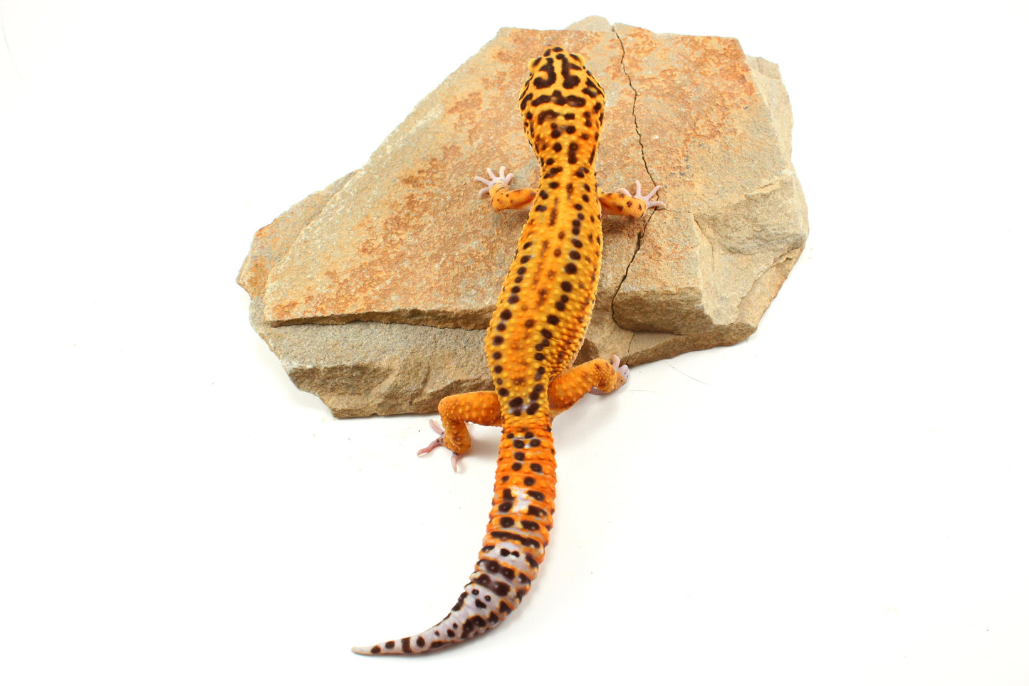 Tangerine Bold Stripe Leopard Gecko