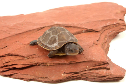 Three Toed Box Turtle