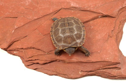 Three Toed Box Turtle