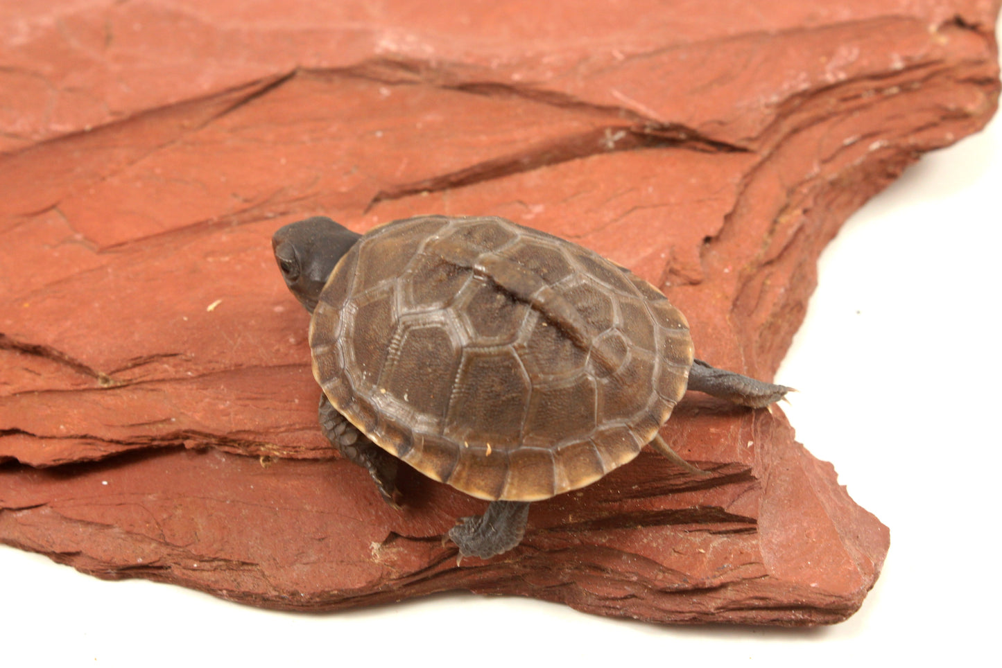 Three Toed Box Turtle