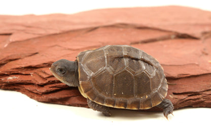 Three Toed Box Turtle