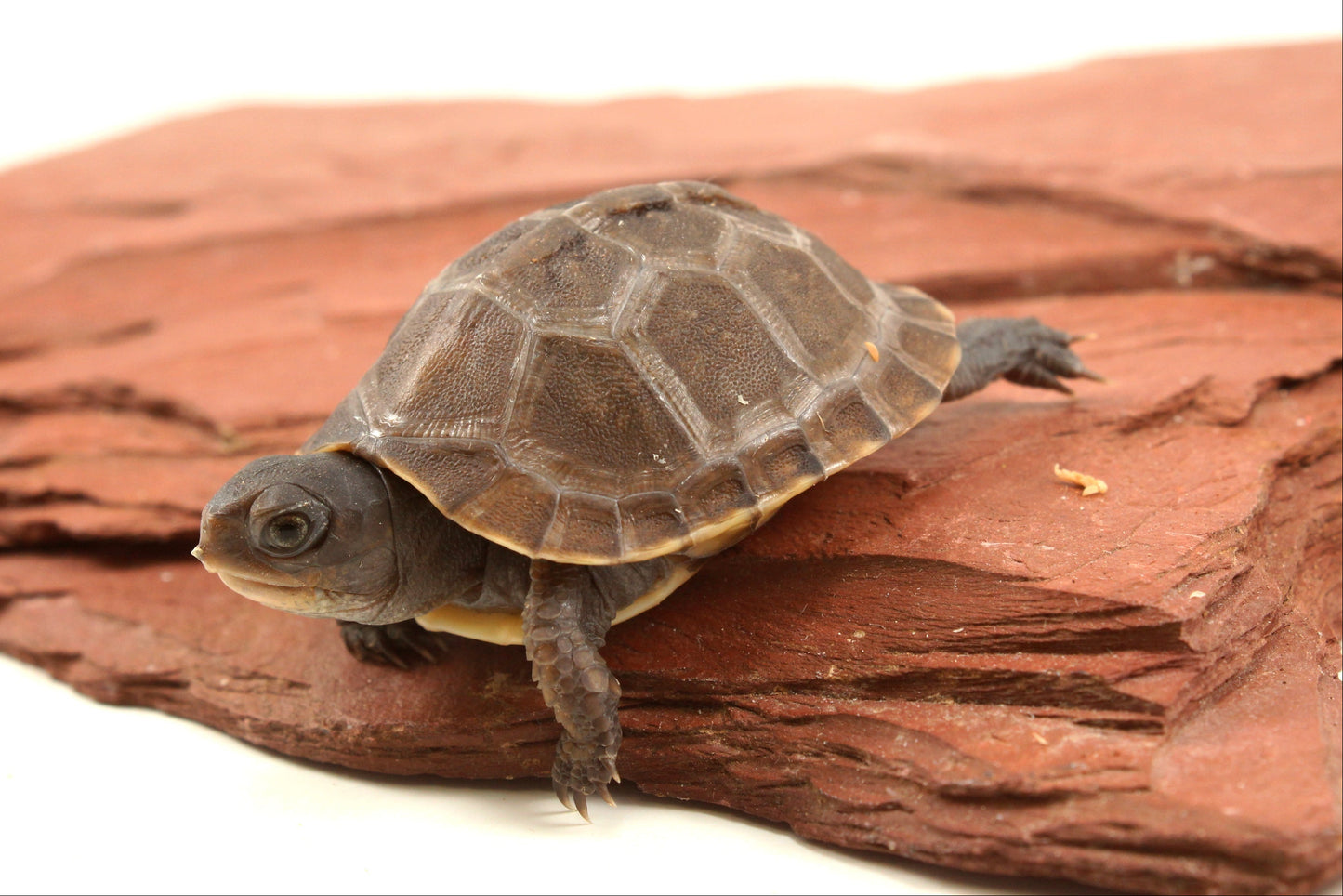 Three Toed Box Turtle