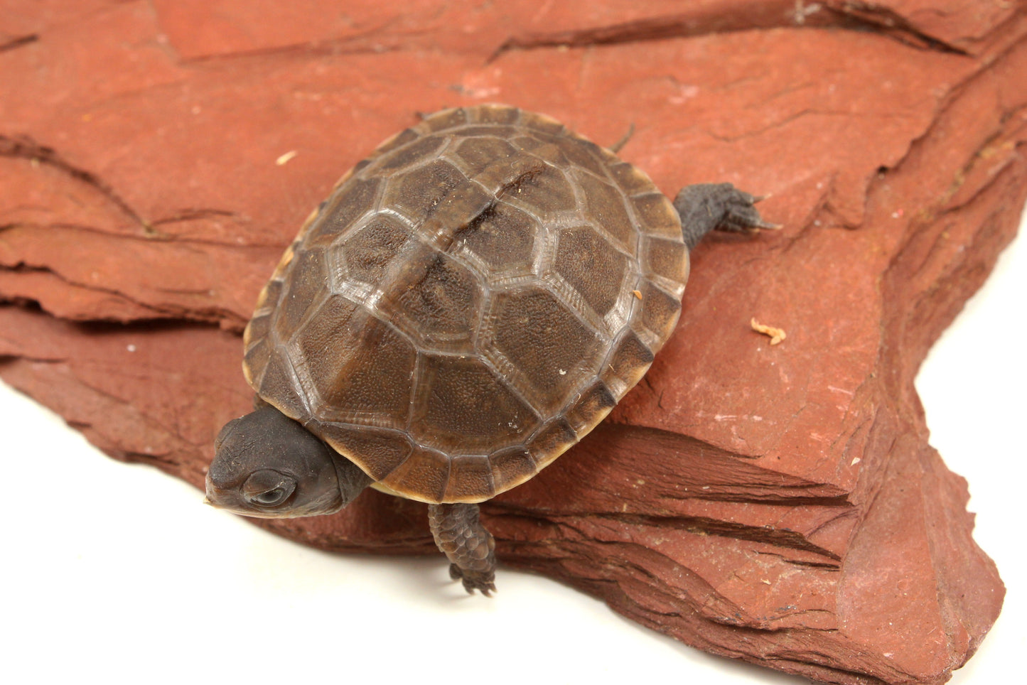 Three Toed Box Turtle