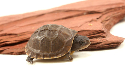 Three Toed Box Turtle