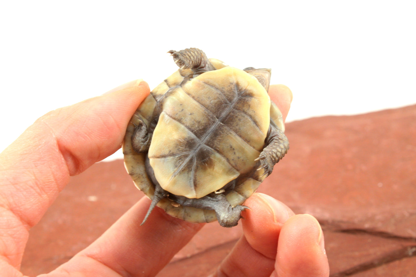 Three Toed Box Turtle