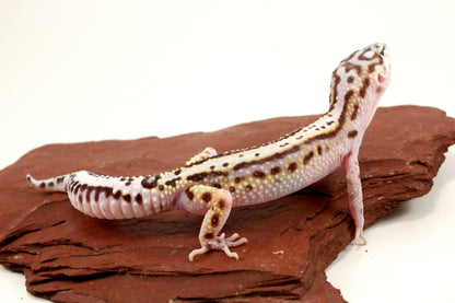 Mack Snow Bold Stripe Leopard Gecko