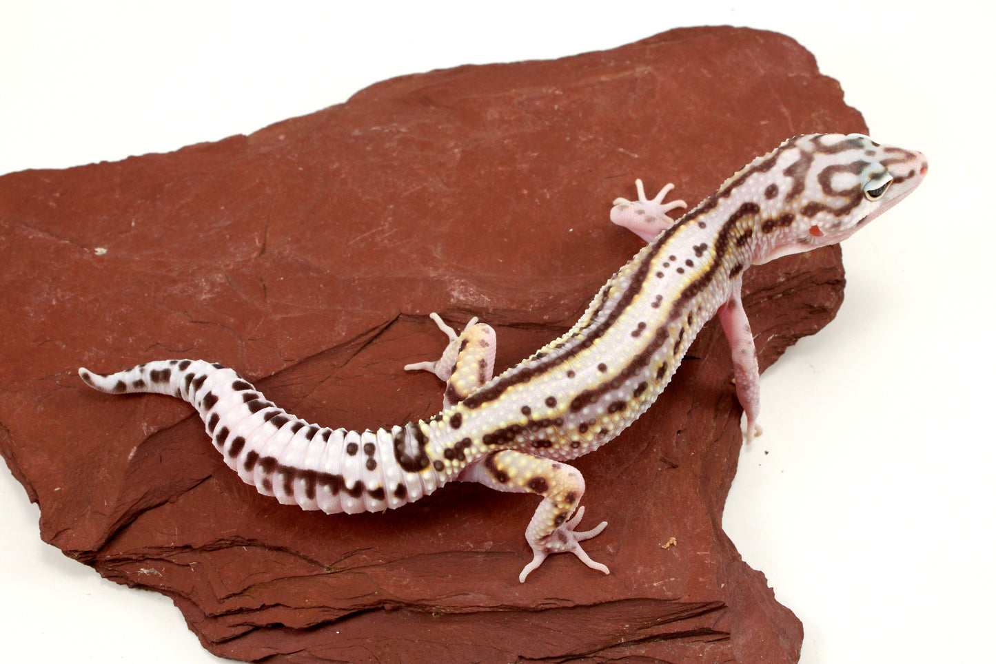 Mack Snow Bold Stripe Leopard Gecko