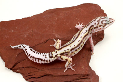 Mack Snow Bold Stripe Leopard Gecko