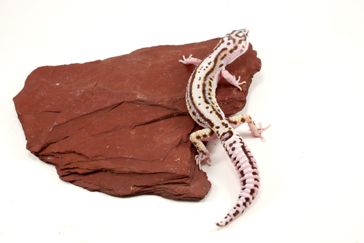 Mack Snow Bold Stripe Leopard Gecko