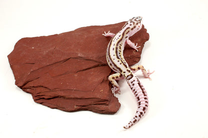 Mack Snow Bold Stripe Leopard Gecko