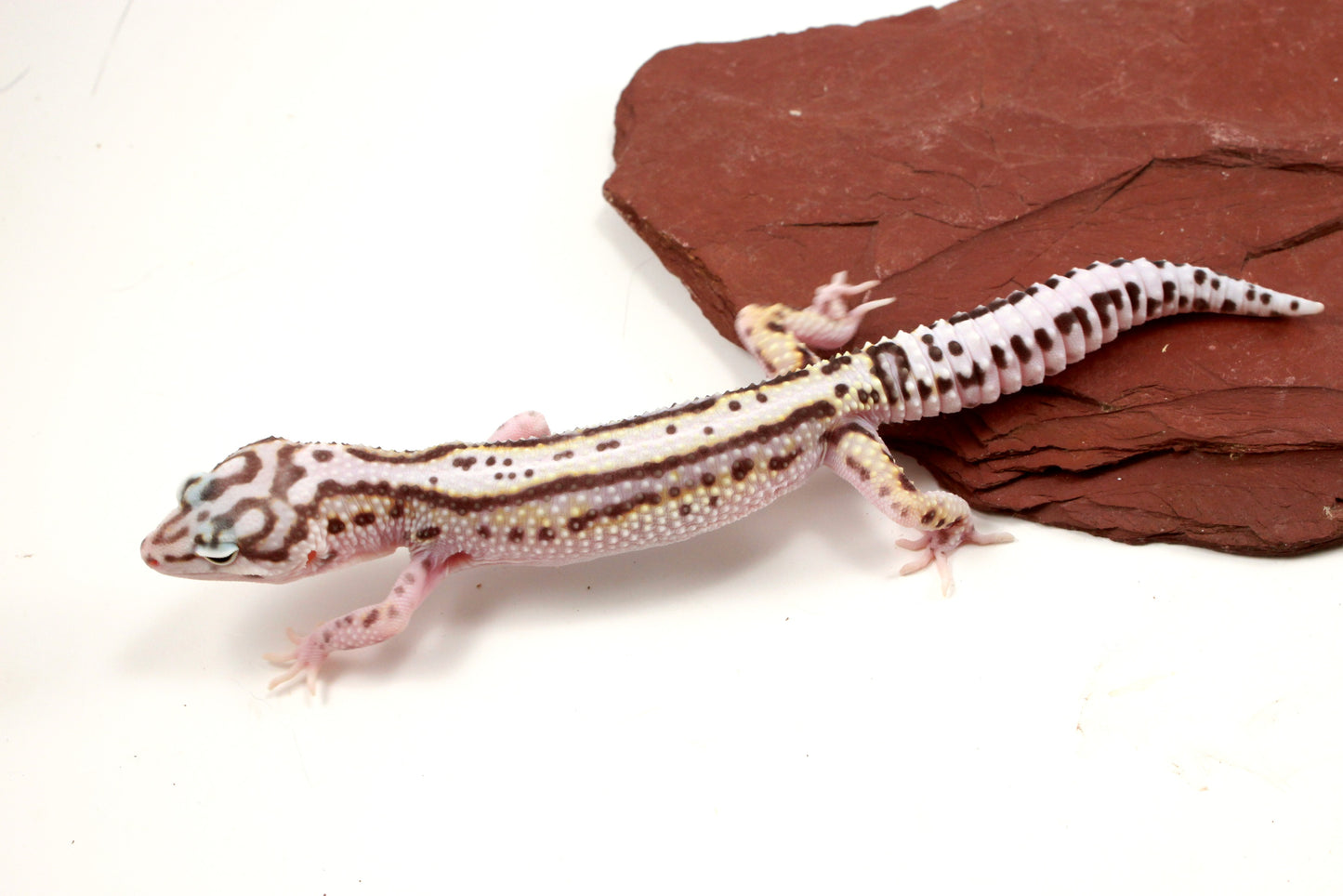Mack Snow Bold Stripe Leopard Gecko