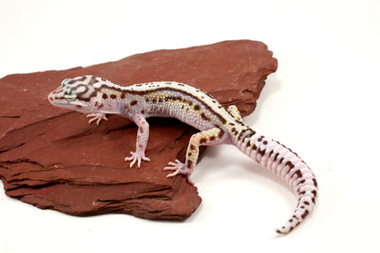 Mack Snow Bold Stripe Leopard Gecko