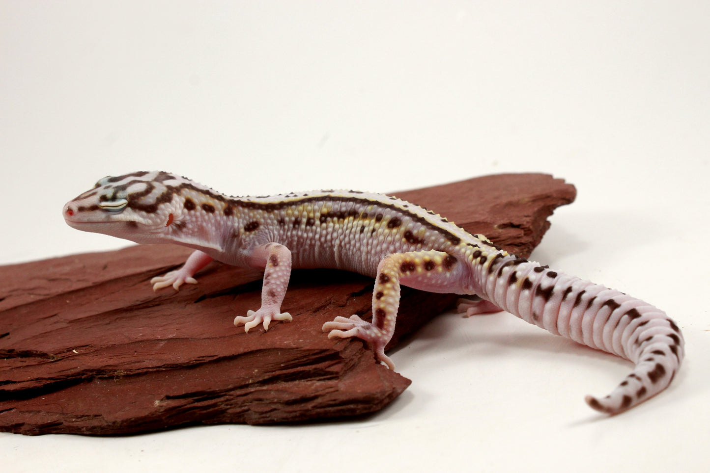 Mack Snow Bold Stripe Leopard Gecko