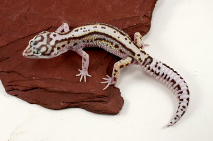 Mack Snow Bold Stripe Leopard Gecko