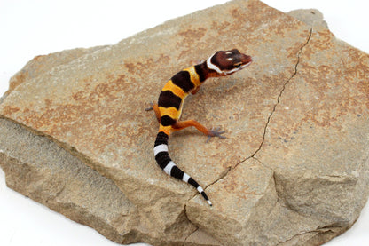 Tangerine Bold Stripe Leopard Gecko