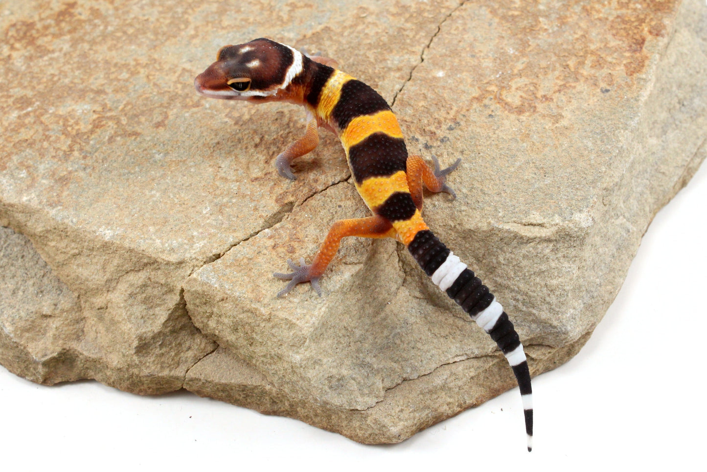 Tangerine Bold Stripe Leopard Gecko