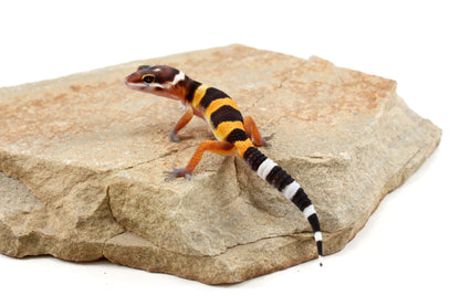 Tangerine Bold Stripe Leopard Gecko