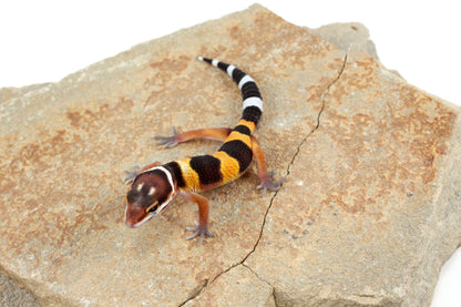 Tangerine Bold Stripe Leopard Gecko