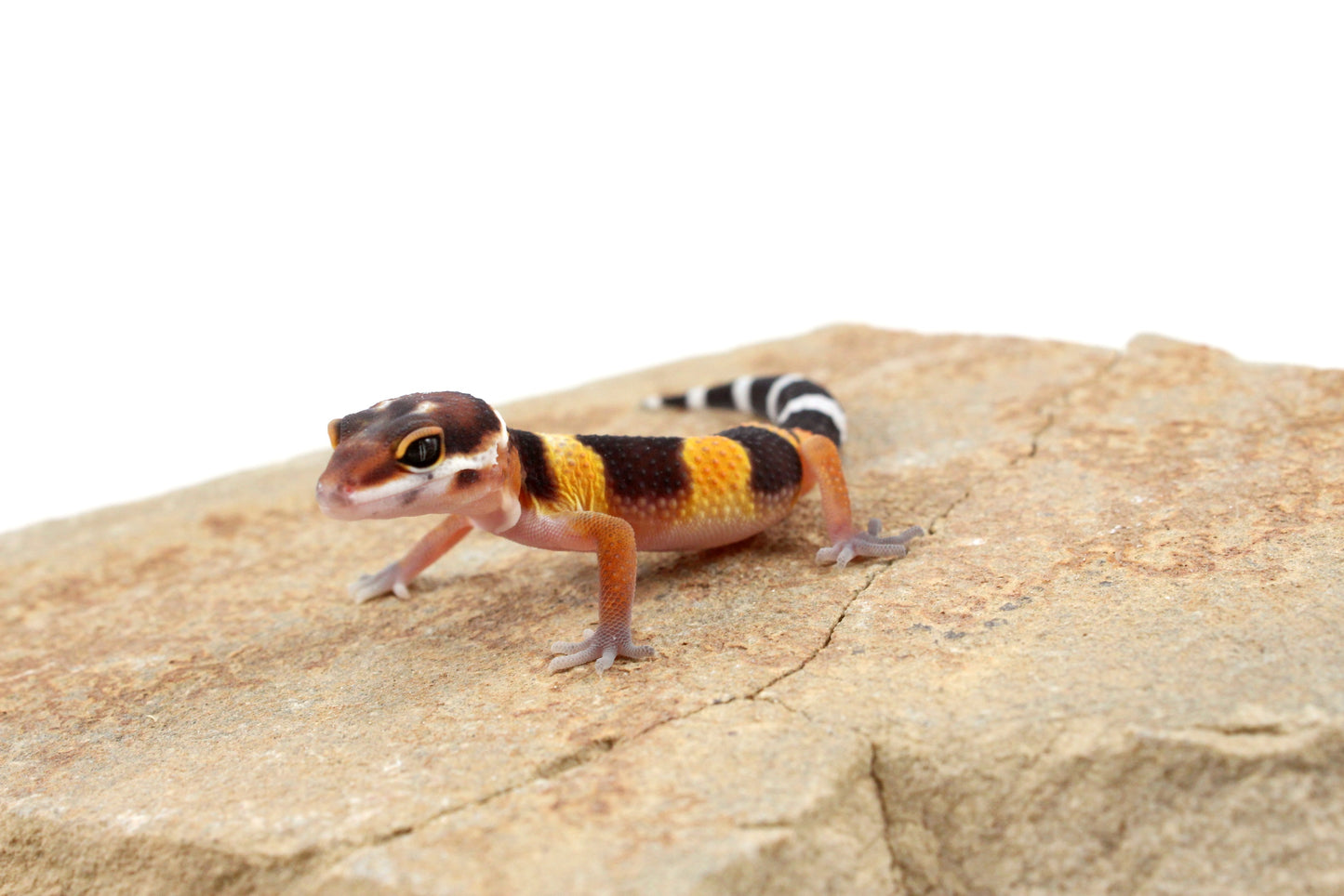 Tangerine Bold Stripe Leopard Gecko
