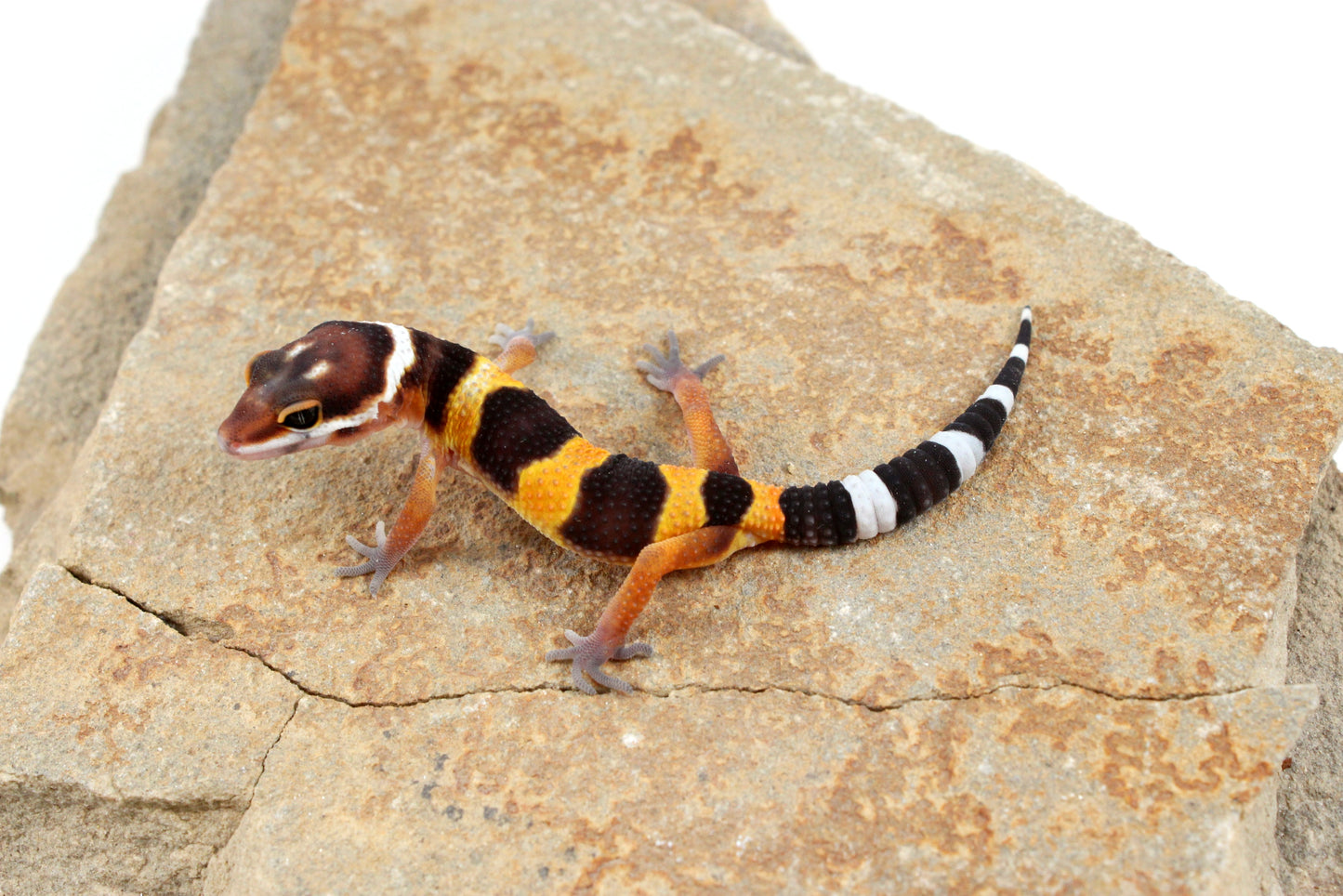 Tangerine Bold Stripe Leopard Gecko