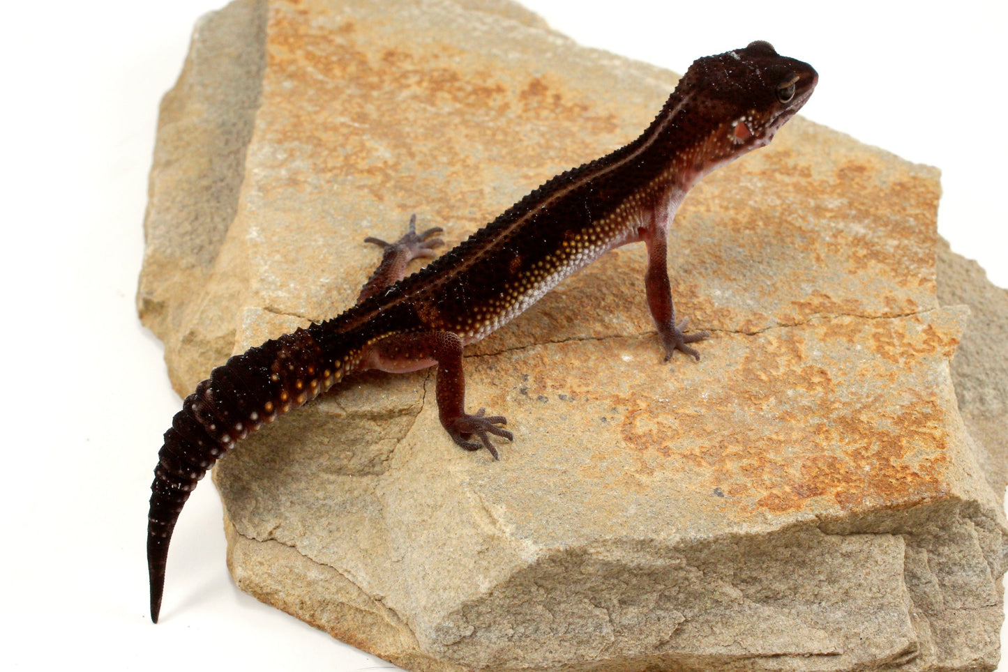 Medium Grade Black Night Leopard Gecko