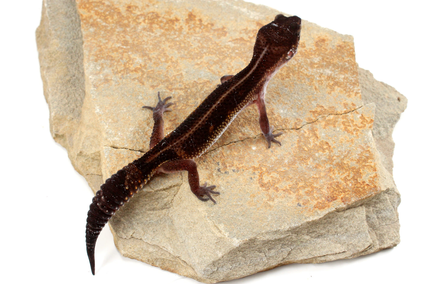 Medium Grade Black Night Leopard Gecko