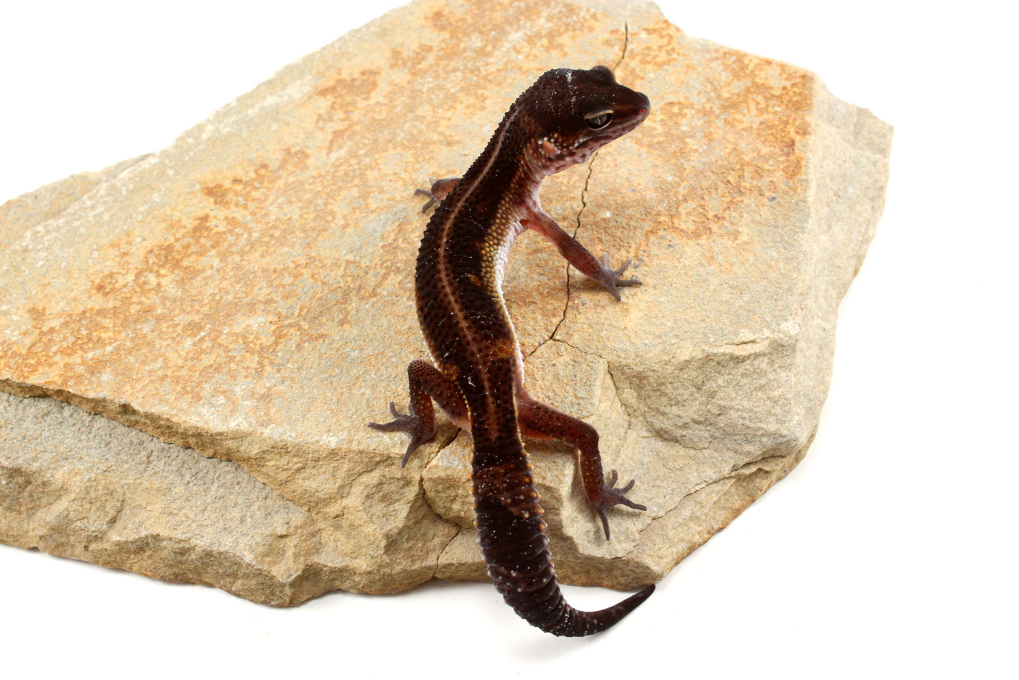 Medium Grade Black Night Leopard Gecko