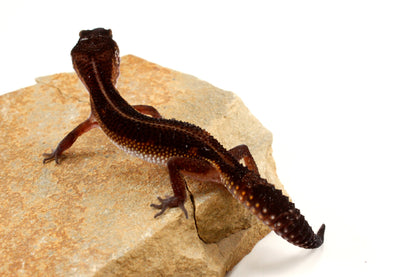 Medium Grade Black Night Leopard Gecko
