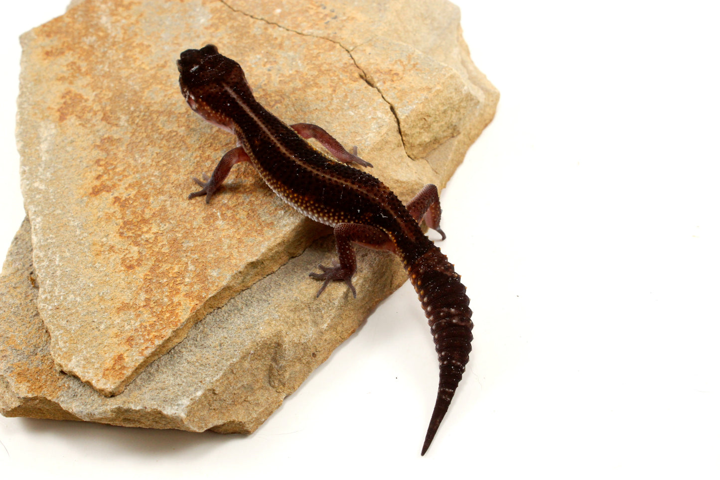 Medium Grade Black Night Leopard Gecko