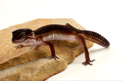 Medium Grade Black Night Leopard Gecko