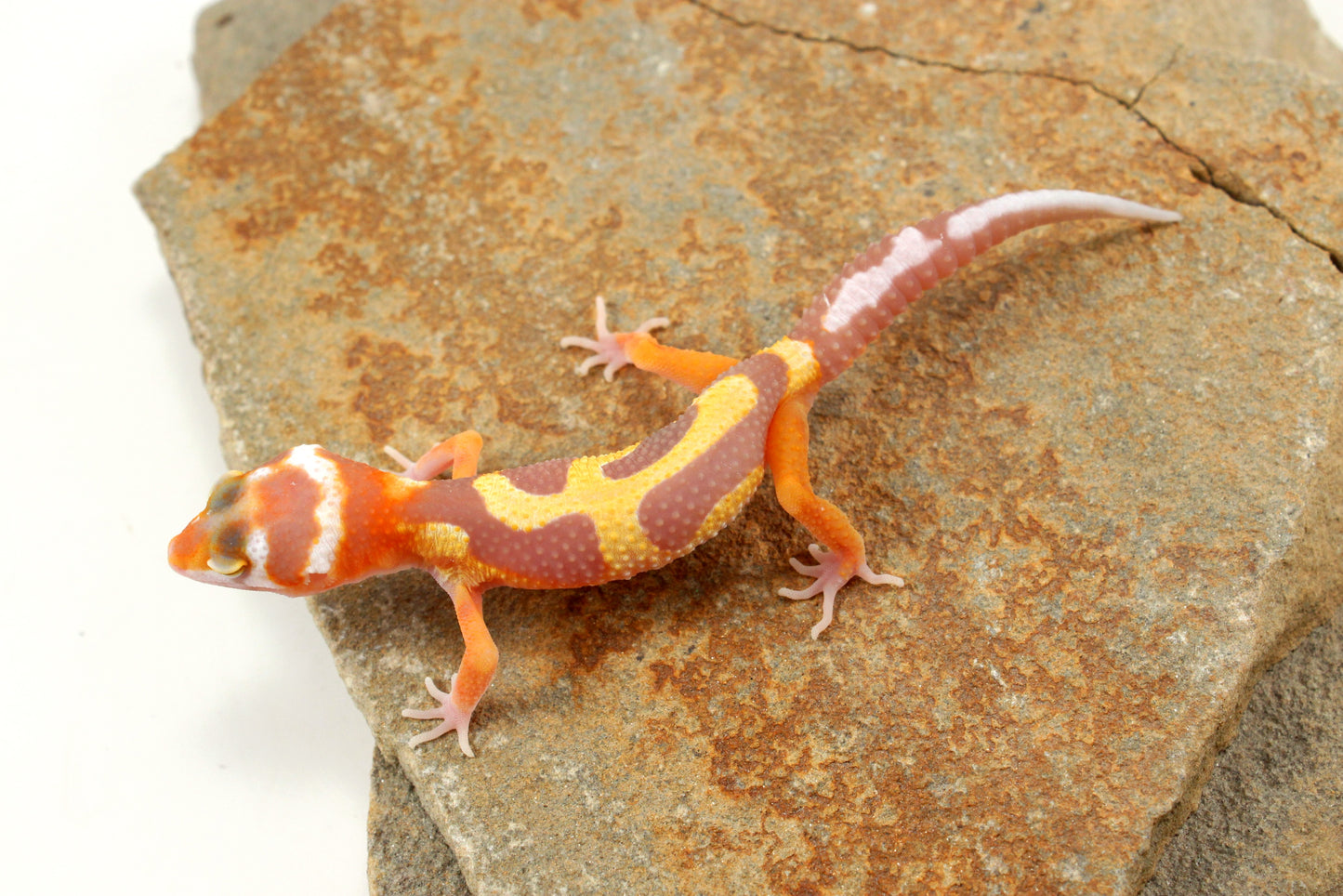 Tremper Pastel Tangerine Jungle Leopard Gecko