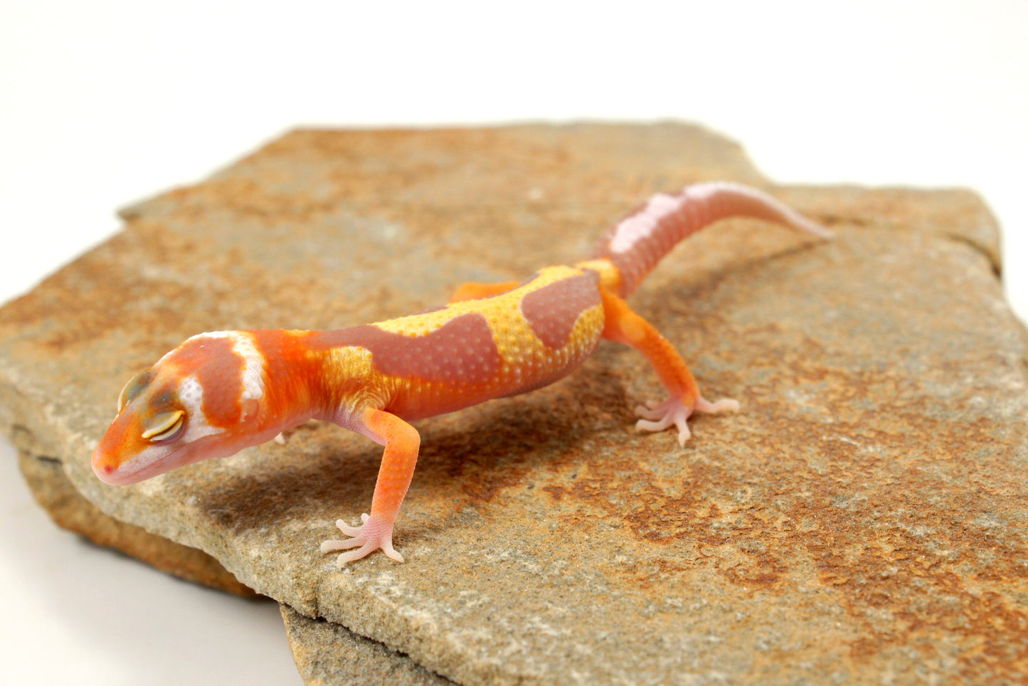 Tremper Pastel Tangerine Jungle Leopard Gecko
