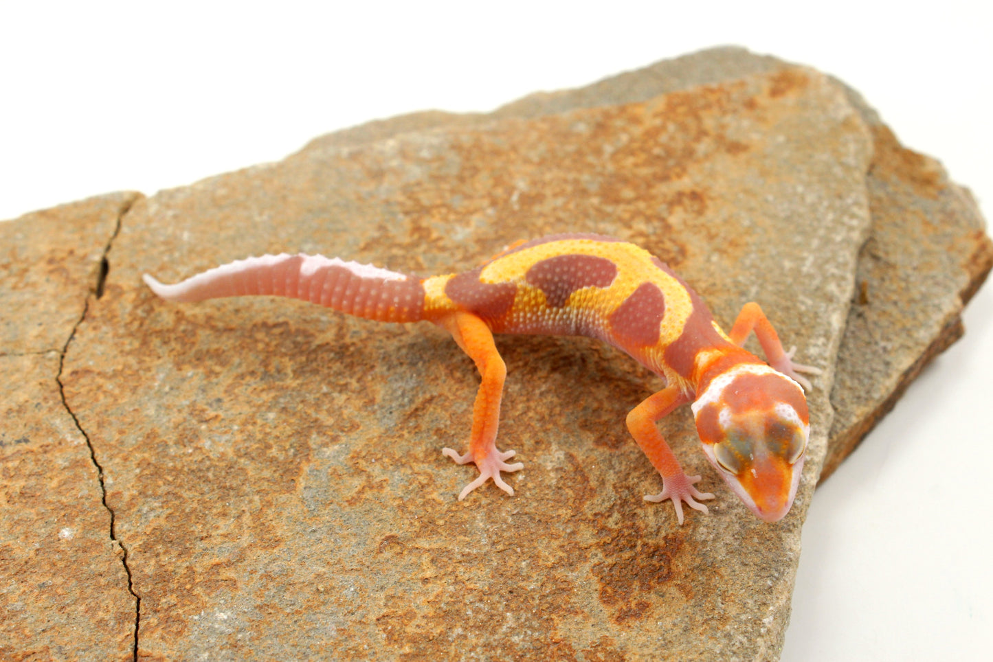 Tremper Pastel Tangerine Jungle Leopard Gecko