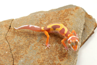Tremper Pastel Tangerine Jungle Leopard Gecko