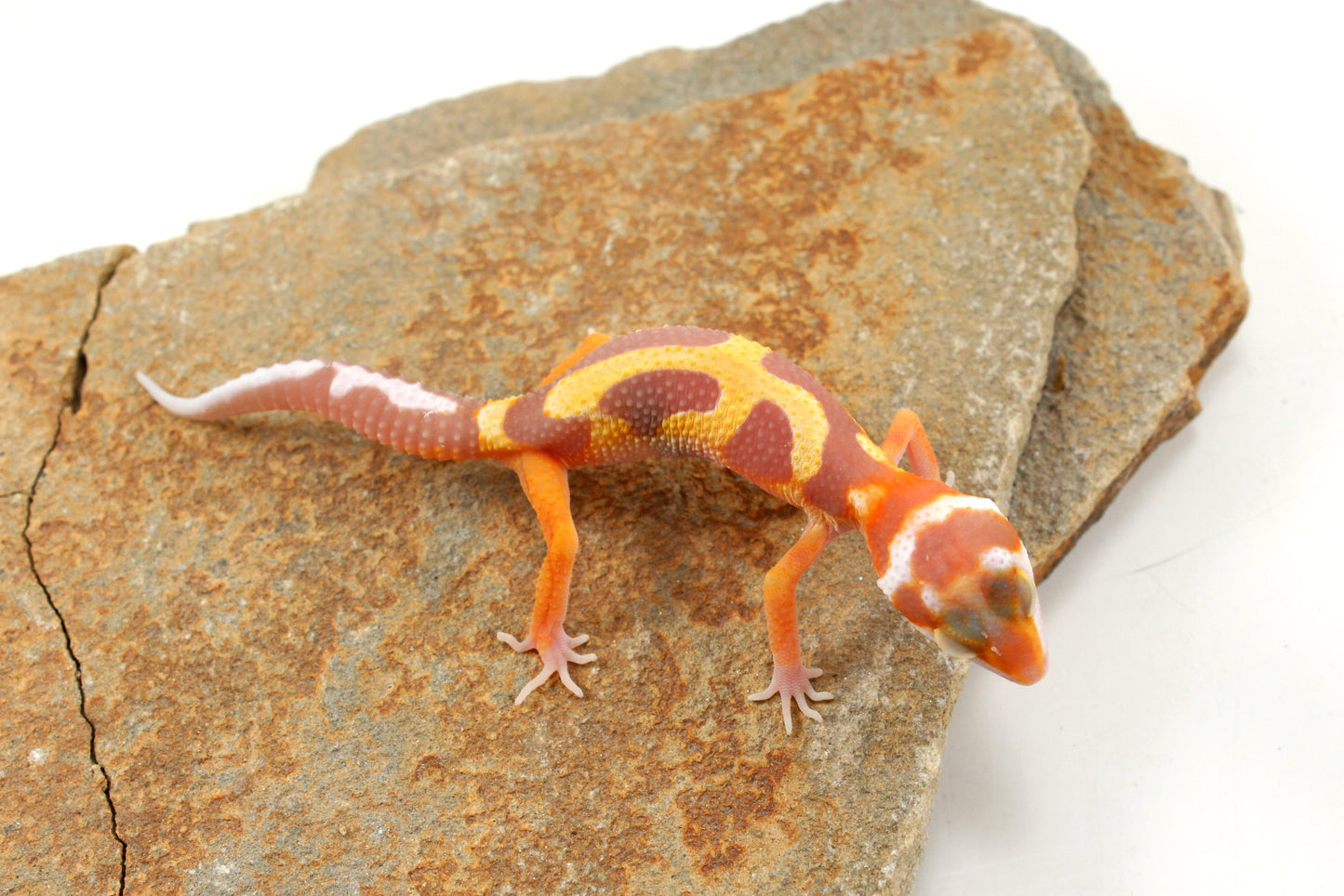Tremper Pastel Tangerine Jungle Leopard Gecko