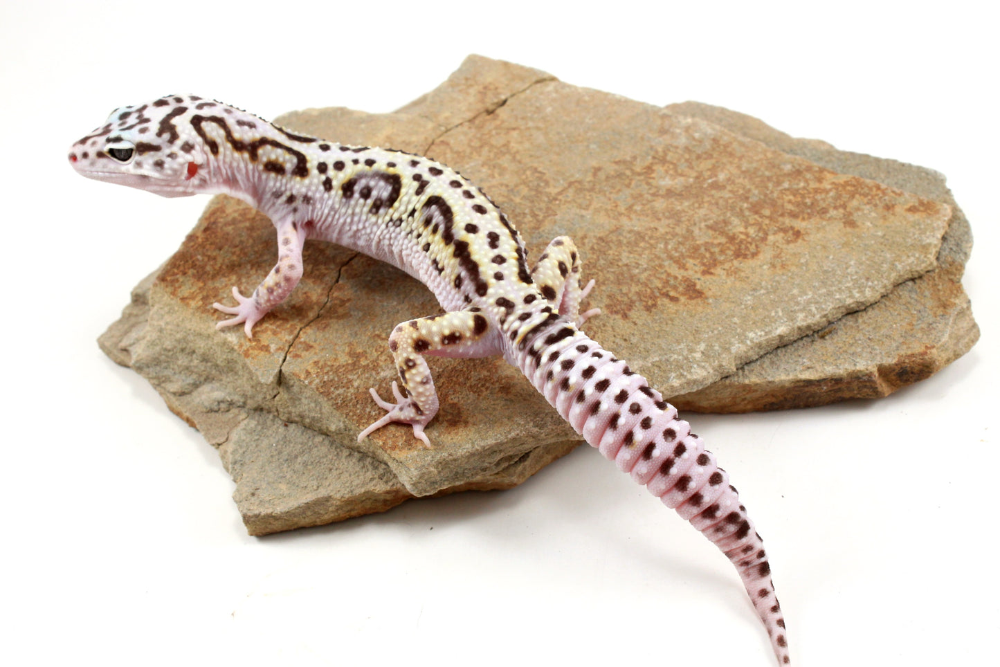 Mack Snow Bold Stripe White & Yellow Leopard Gecko