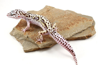 Mack Snow Bold Stripe White & Yellow Leopard Gecko