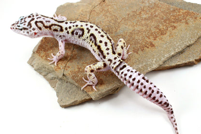 Mack Snow Bold Stripe White & Yellow Leopard Gecko