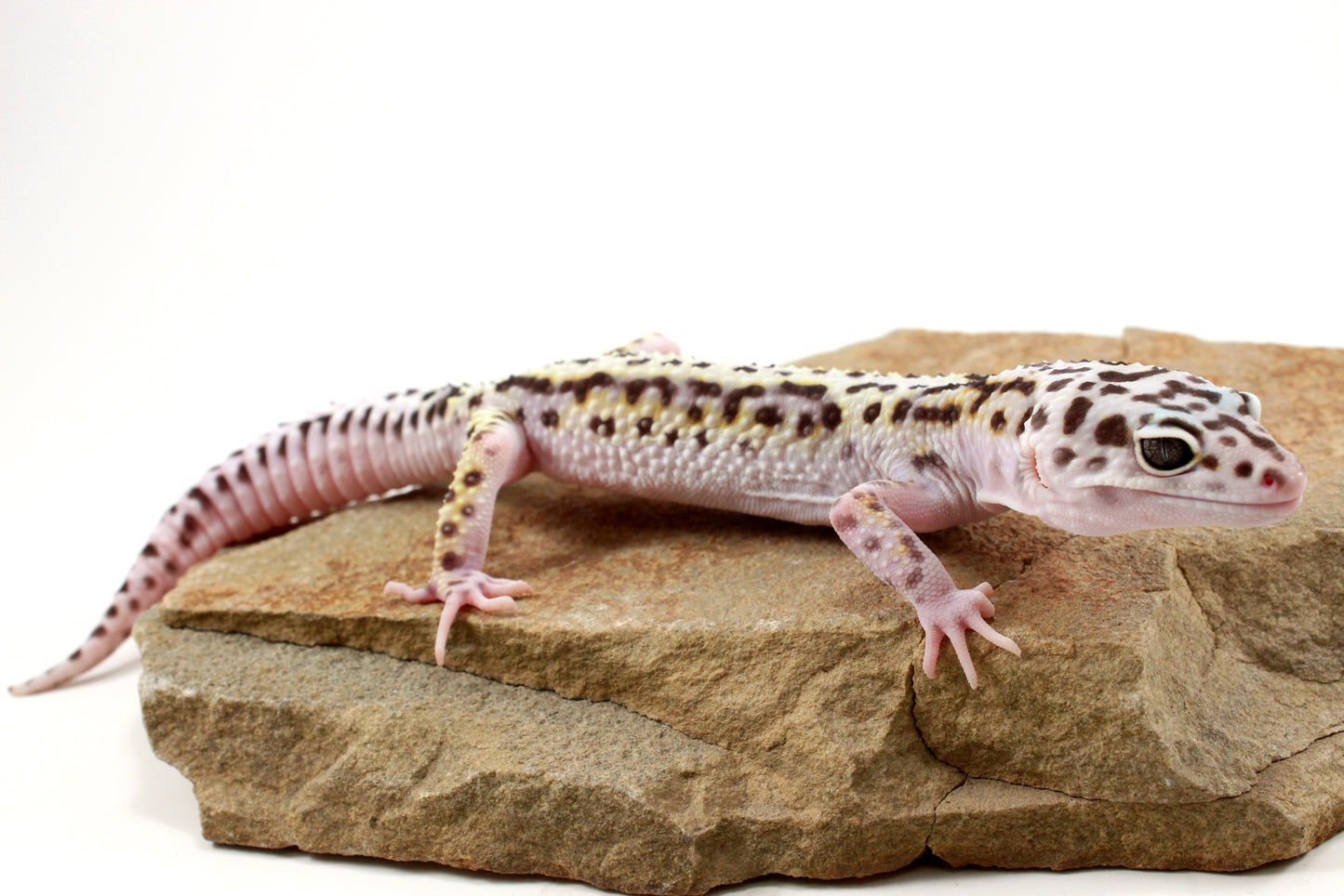 Mack Snow Bold Stripe White & Yellow Leopard Gecko