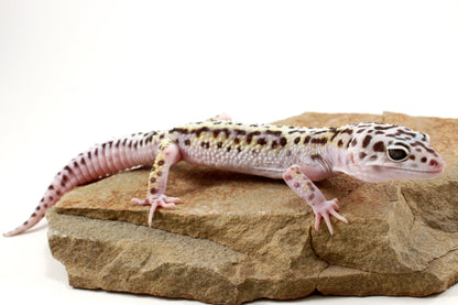 Mack Snow Bold Stripe White & Yellow Leopard Gecko