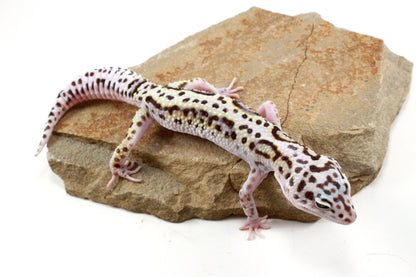 Mack Snow Bold Stripe White & Yellow Leopard Gecko