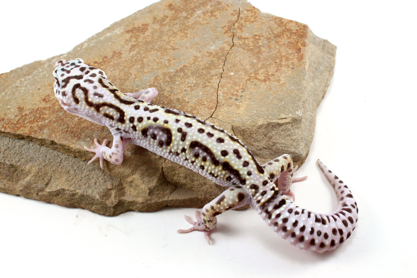 Mack Snow Bold Stripe White & Yellow Leopard Gecko
