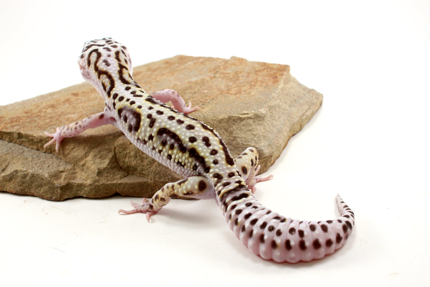 Mack Snow Bold Stripe White & Yellow Leopard Gecko