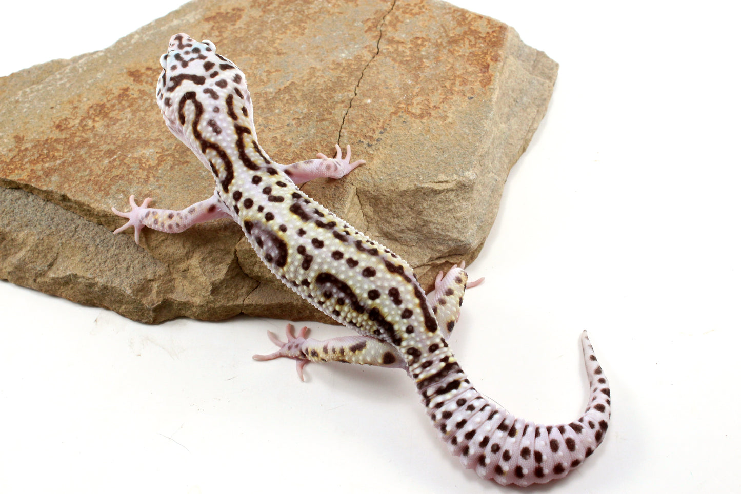 Mack Snow Bold Stripe White & Yellow Leopard Gecko